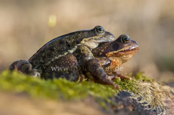 Fokus-Natur Bild
