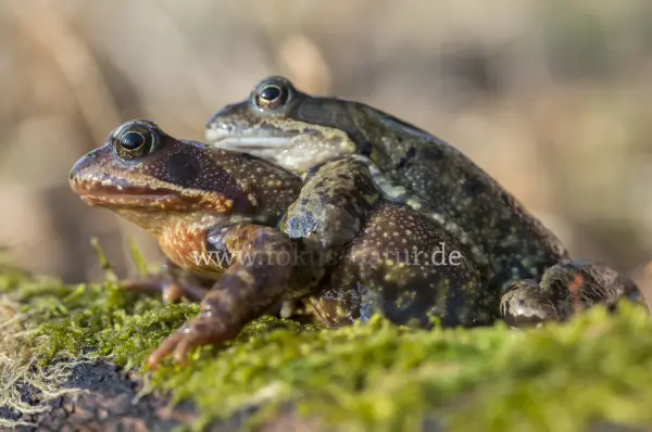 Fokus-Natur Bild