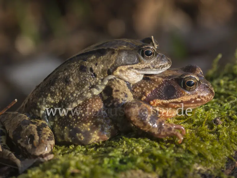 23338