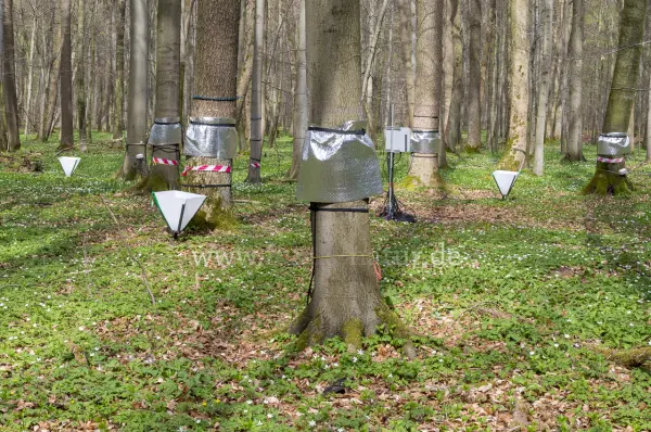 Fokus-Natur Bild