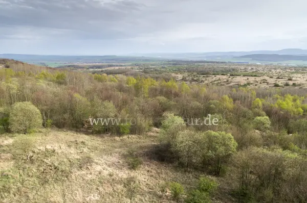 Fokus-Natur Bild