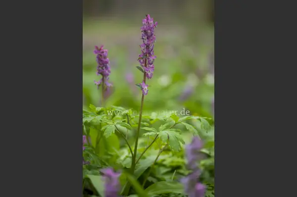 Fokus-Natur Bild