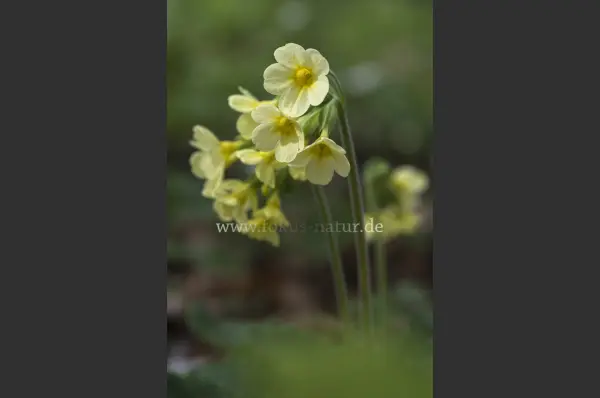 Fokus-Natur Bild
