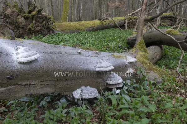 Fokus-Natur Bild