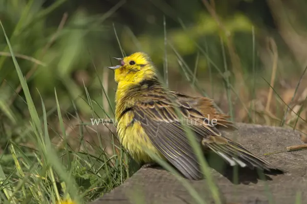 Fokus-Natur Bild