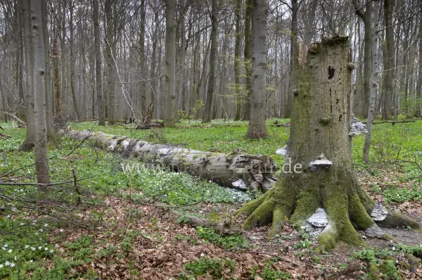 Fokus-Natur Bild