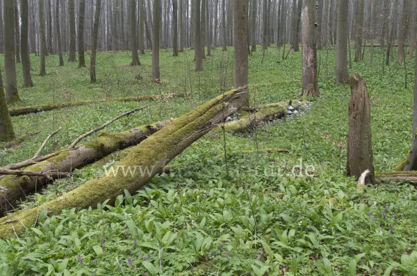 Fokus-Natur Bild