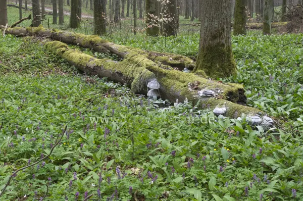 Fokus-Natur Bild