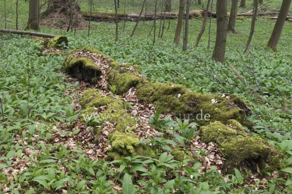 Fokus-Natur Bild