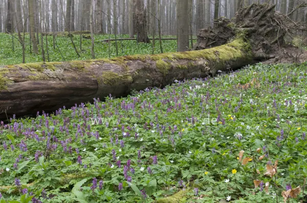Fokus-Natur Bild
