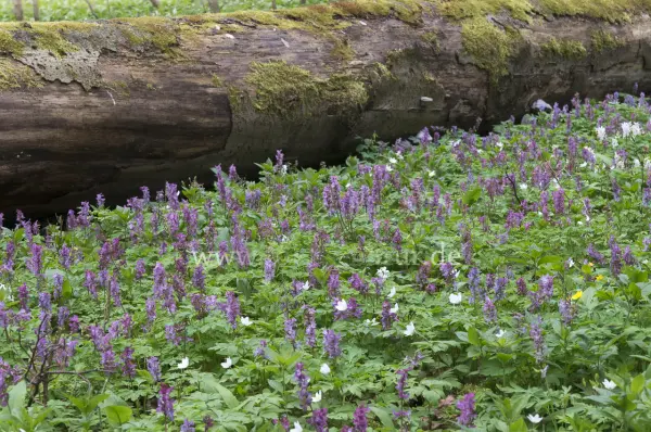 Fokus-Natur Bild