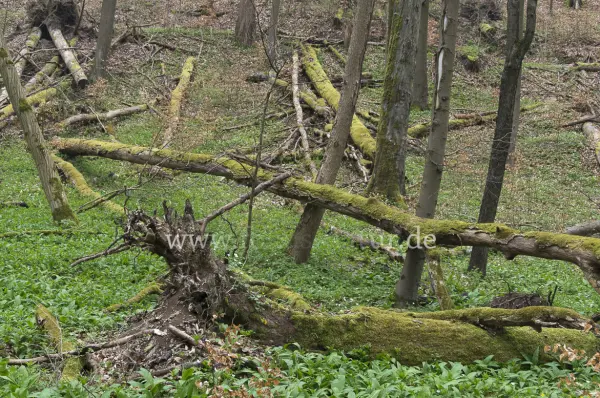 Fokus-Natur Bild