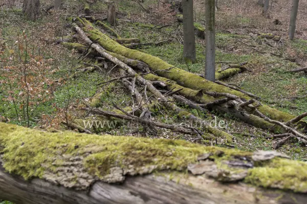 Fokus-Natur Bild