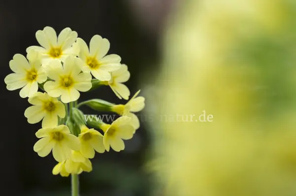 Fokus-Natur Bild