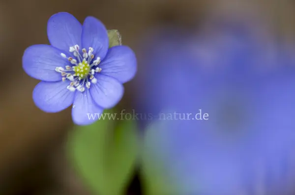 Fokus-Natur Bild