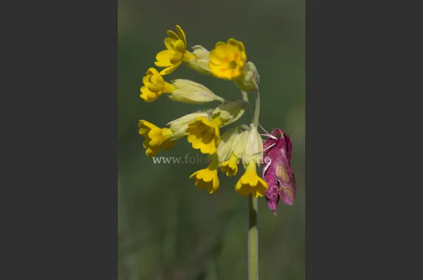 Fokus-Natur Bild