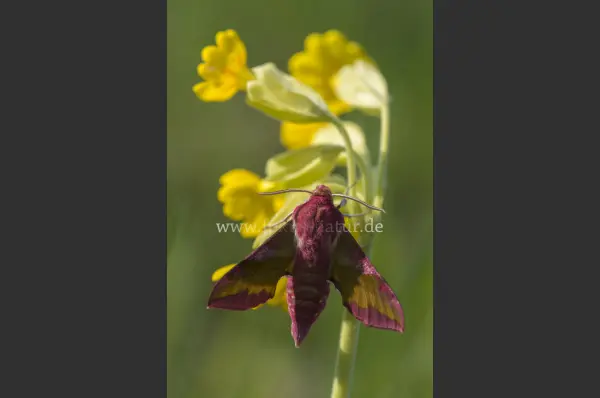 Fokus-Natur Bild