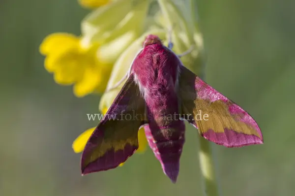 Fokus-Natur Bild