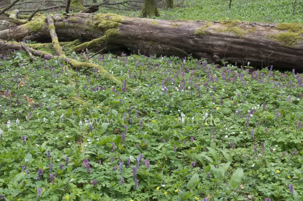 Fokus-Natur Bild