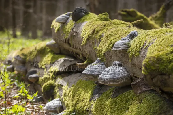 Fokus-Natur Bild