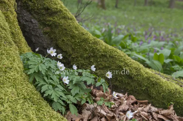 Fokus-Natur Bild