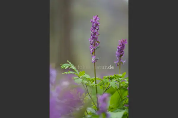 Fokus-Natur Bild
