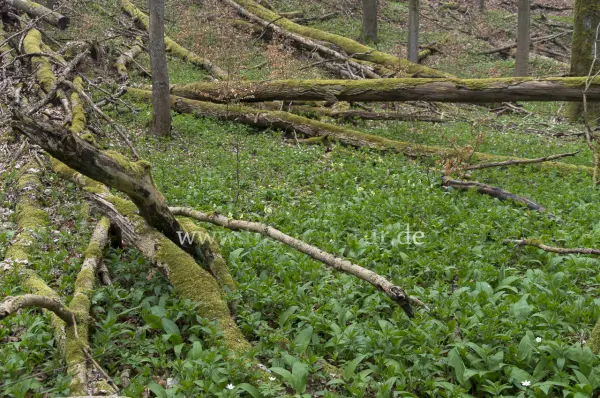 Fokus-Natur Bild