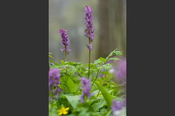 Fokus-Natur Bild