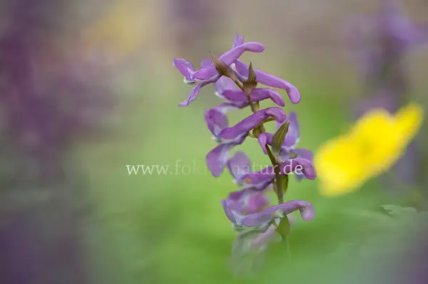 Fokus-Natur Bild