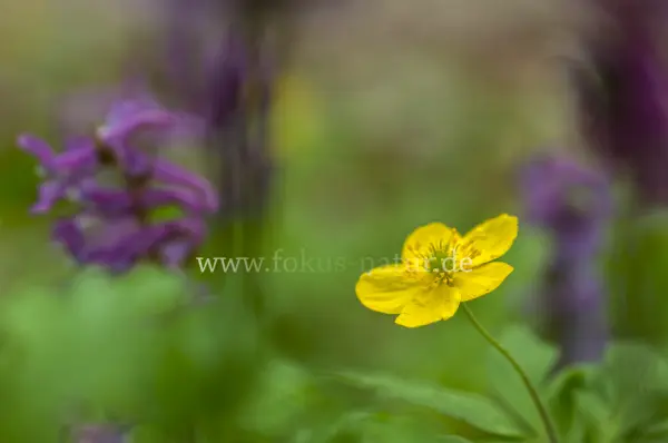 Fokus-Natur Bild