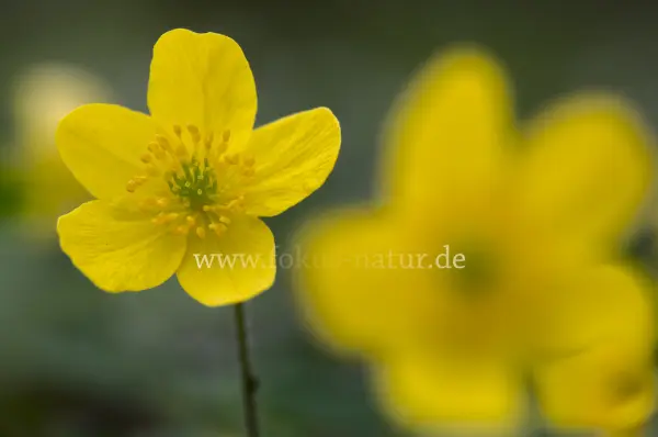 Fokus-Natur Bild