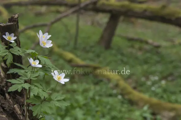 Fokus-Natur Bild