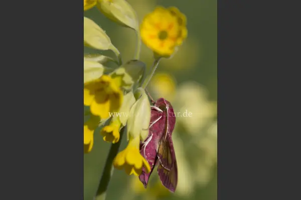 Fokus-Natur Bild