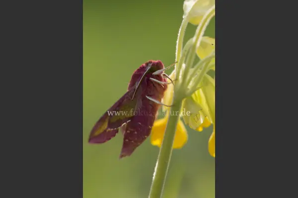 Fokus-Natur Bild