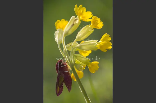 Fokus-Natur Bild