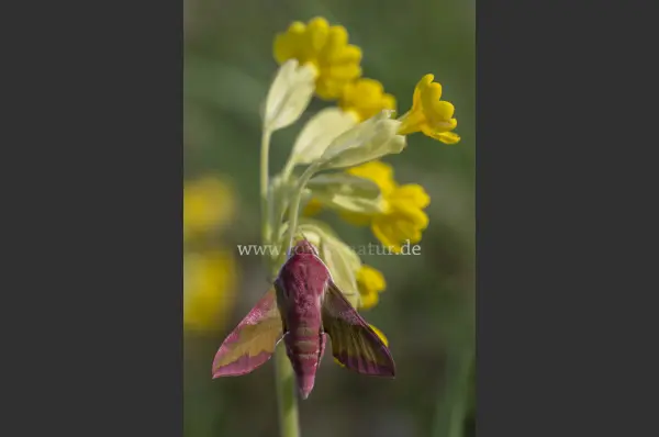 Fokus-Natur Bild