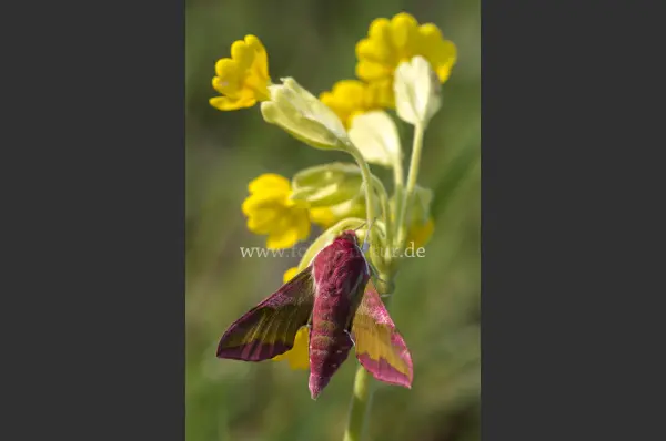 Fokus-Natur Bild