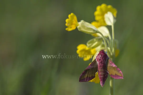 Fokus-Natur Bild