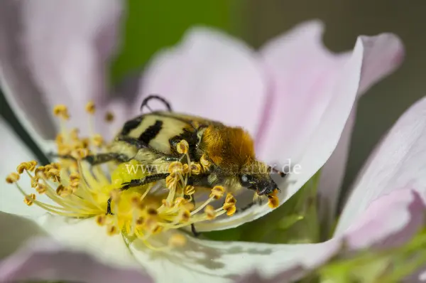 Fokus-Natur Bild