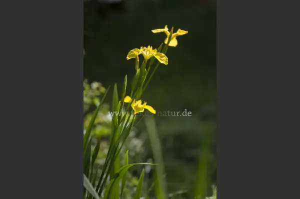 Fokus-Natur Bild