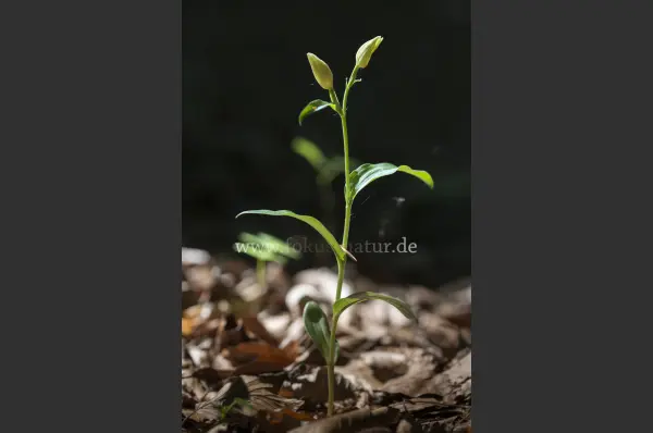 Fokus-Natur Bild