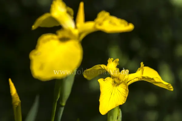 Fokus-Natur Bild