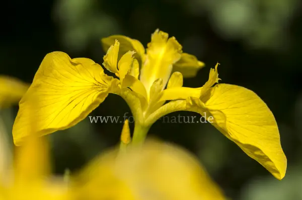 Fokus-Natur Bild