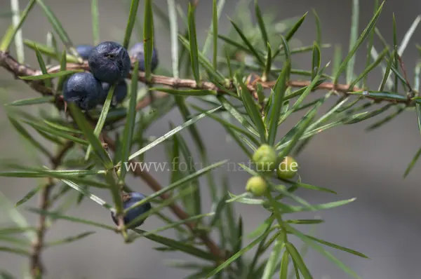 Fokus-Natur Bild