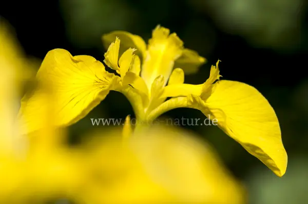Fokus-Natur Bild