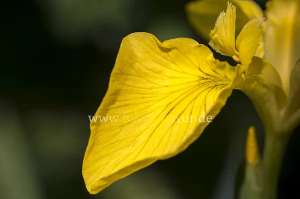 Fokus-Natur Bild