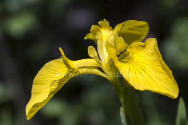 Fokus-Natur Bild
