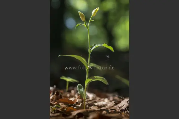 Fokus-Natur Bild