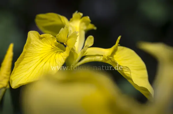 Fokus-Natur Bild