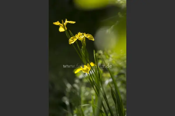 Fokus-Natur Bild
